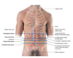 The rib cage is joined to the thoracic vertebrae. Surface Anatomy Of Abdominal Organs And Ribcage Of The Human Body