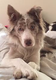My Little Lilac Merle Collie Dogs Dog Life Border Collie