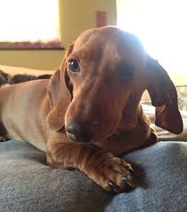 Easy to follow steps · simple yet effective · modern and ethical Lilinoe Smooth Red Dapple Miniature Dachshund Miniature Dachshunds Dachshund Miniature Dachshund