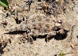 Image result for Blepharis dunensis