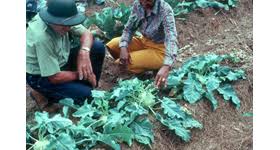 Fall Vegetable Garden In Louisiana