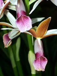 Image result for Phaius