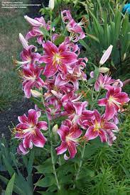 There are 249 stargazer lily plant for sale on etsy, and they cost $17.34 on average. Plantfiles Picture 29 Of Oriental Lily Star Gazer Lilium Stargazer Lily Oriental Lily Lily Garden