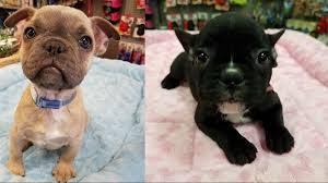 Alc french bull dog female lilac fawn will be current on vaccines. Why Are French Bulldog Puppies A Target For Thieves Wfmynews2 Com