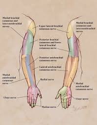 Upper Limb Neuro Physical Therapist Assistant Physical Therapy Occupational Therapy