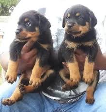 Male german rottweiler puppy rottweilers. German Rottweiler Puppies For Sale In Greenville South Carolina Classified Americanlisted Com