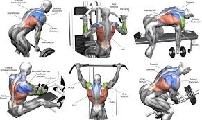 Want a bigger, stronger back? Building Back Muscles 3 Mass Building Back Exercises Gym Legion