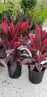 Red cordyline fruticosa or ti plant plant flowers. Cordyline Fruticosa Red Sister Ti Plant Cordyline Terminalis Plants Potted Plants Outdoor Cordyline Plants