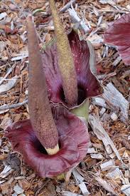 Image result for Amorphophallus