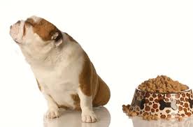 Why won t my dog eat her food. Why Won T My Dog Eat True Carnivores