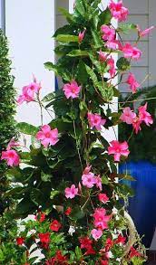 Pin On Annuals