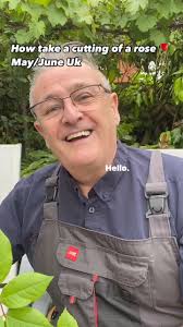 How to take a cutting of a Rose How to take cuttings of hydrangea #cutting  #propergation #plants #plantsplantsplants #plantsmakepeoplehappy  #plantsofinstagram #garden #gardening #gardens #hadrangea🌿🌿🌿 ...