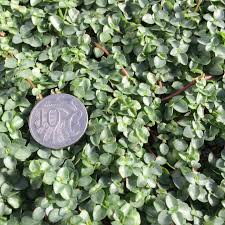 Beacon silver has pink blooms, while purple dragon produces purple flowers. Silver Sprinkles Aka Pilea Libanensis Is A Perfect Groundcover For Those Shady Positions Along The Side Of A Building Sprouting From A Reddish Stem The Smal