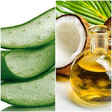 We proceed to cut the aloe vera from the plant as close to the root as possible and here i am going to use two aloe vera leaves to make this amazing oil. Aloe Vera Vs Coconut Oil Benefits And Uses Which Is Better Bellatory