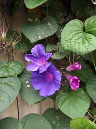 Expert florists · 25 years in business · beautiful range Blue Morning Glory Weedbusters