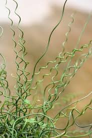 Image result for Cyperus spiralis