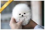 Tiny Teacup Pomeranian Puppies | Teacup Puppies & Boutique
