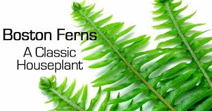 If you want a reliable and fairly easy care fern then you need look no further than a variety of nephrolepis. Boston Ferns Classic Old Time Houseplants Plantcaretoday