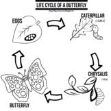 Butterfly life cycle coloring pages are a fun way for kids of all ages to develop creativity, focus, motor skills and color recognition. Butterfly Lifecycle Coloring Worksheets Teaching Resources Tpt