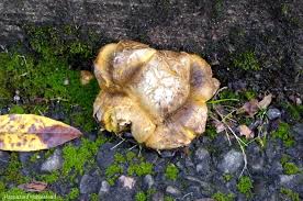 Image result for Scleroderma polyrhizon