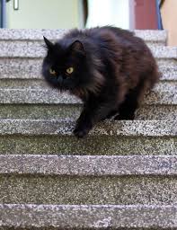 Als foto wird das erste foto aus der bildergalerie verwendet, d. Katze Vermisst Was Tun Wenn Die Katze Entlaufen Ist