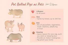 Maybe you would like to learn more about one of these? Keeping And Caring For Potbellied Pigs As Pets