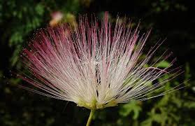 Image result for Albizia grandibracteata
