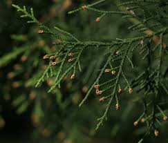 Image result for Cupressaceae