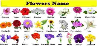 List of 10 winter season flowers with pictures and hindi names. Flowers Names Great List Of Flowers And Types Of Flowers