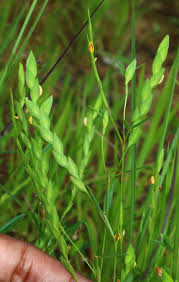 Image result for Zornia punctatissima