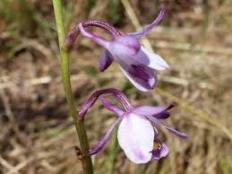 Image result for Eulophia hians