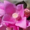 Sydney Rose Australian Bush Flower Essence Bringing Positive Change Realising We Are All One Feeling Saf Bach Flower Remedies Flower Essences Flower Remedy