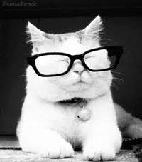 Sunglasses offer protection against excessive exposure to light, including its visible and invisible components. Cat In Sunglasses Gifs Get The Best Gif On Giphy