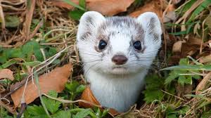 Bildspel med foton av det underbara möte med ett hermelin som jag har på gården. Ein Hermelin Auf Dem Schauinsland Oberried Badische Zeitung