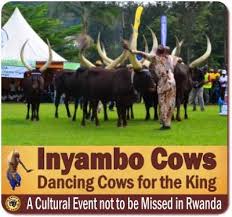 Cyril ramaphosa discusses how he became involved in game breeding, an enterprise with a bright future. Ankole Cows In Uganda Rwanda The Cattle Of Kings Known As Watusi Cows