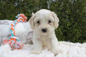 Like other puppies, a cockapoo pup's price depends on many factors. 4 Adorable Cockapoo Puppies Available In Nappanee Indiana Hoobly Classifieds