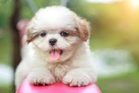 Think fluffy, sweet, cuddly, these dogs are also intelligent shih tzu and maltese hybrid puppies benefit from a high quality food. Maltese Shih Tzu Mix The Ultimate Apartment Dog Perfect Dog Breeds