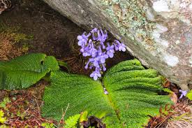 Image result for Hermannia grandistipula