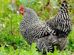Black And White Hen Two Black And White Speckled Chickens Best Egg Laying Chickens Chicken Breeds Chickens Backyard