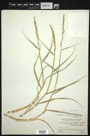Image result for Setaria geminata