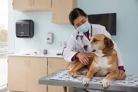 Check spelling or type a new query. Virginia Tech S Animal Cancer Care And Research Center Opening A Grand Occasion For Region S Pets Vtx Virginia Tech
