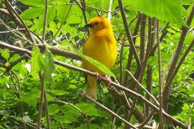 Yellow Birds Of Arizona Desert File Yellow African Bird At Binder Park Zoo Jpg Bird Birds Beautiful Birds