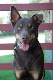 May 23, 2021 · manly's progression from a coastal town into an australian icon market highlights and 5 asx small caps to watch on tuesday australia and the uk reportedly agree to new free trade deal, covering. Dog Breeds Hereditary Conditions Safari Veterinary In League City Tx