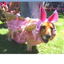 Basset Hound Beagle Mix Black And White Pig Basset Basset Hound Basset Hound Beagle Bassett Hound