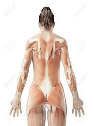 It is the surface of the body opposite from the chest and the abdomen.the vertebral column runs the length of the back and creates a central area of recession. Female Back Muscles Stock Photo Picture And Royalty Free Image Image 23222249