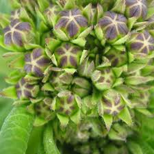 Image result for Xysmalobium holubii