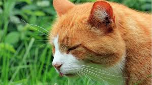 An elderly cat stops jumping into your lap or sleeping on. Symptoms And Causes Of Cat Nausea Petplace