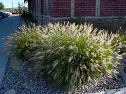 Fountain Grass Hameln Dwarf Fountain Grass Ornamental Grasses Grass