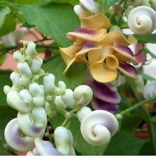 Image result for Vigna racemosa