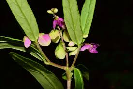 Image result for Polygala sphenoptera